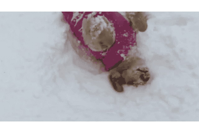 Dogs Who Absolutely Love Winter