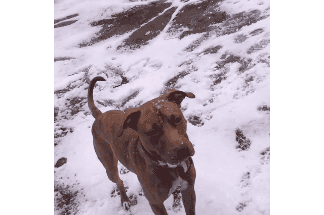 Dogs Who Absolutely Love Winter