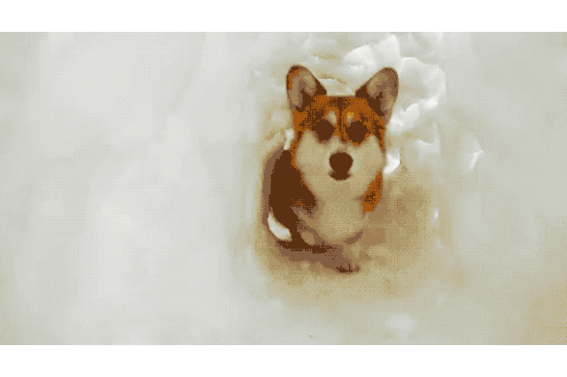 Dogs Who Absolutely Love Winter