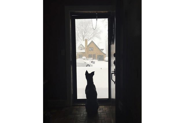 Dogs Who Absolutely Love Winter