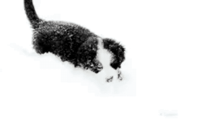 Dogs Who Absolutely Love Winter