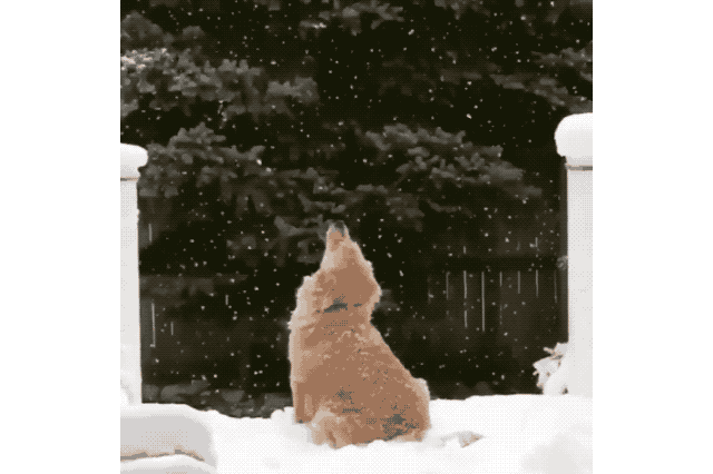 Dogs Who Absolutely Love Winter