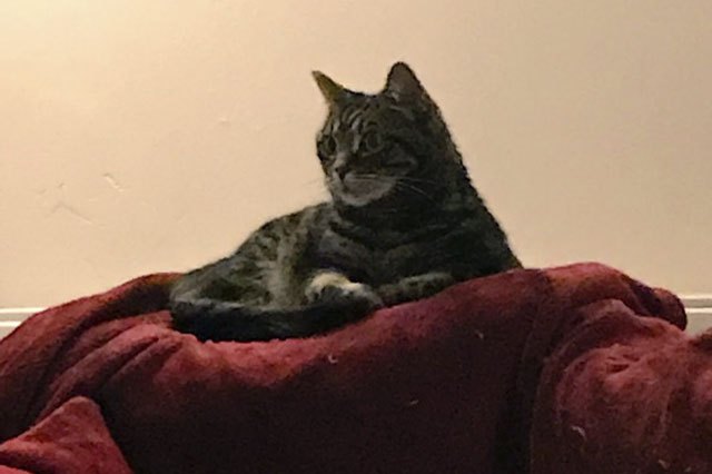 House cats fascinated by big cats on television