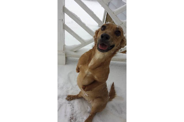 Dogs Who Absolutely Love Winter