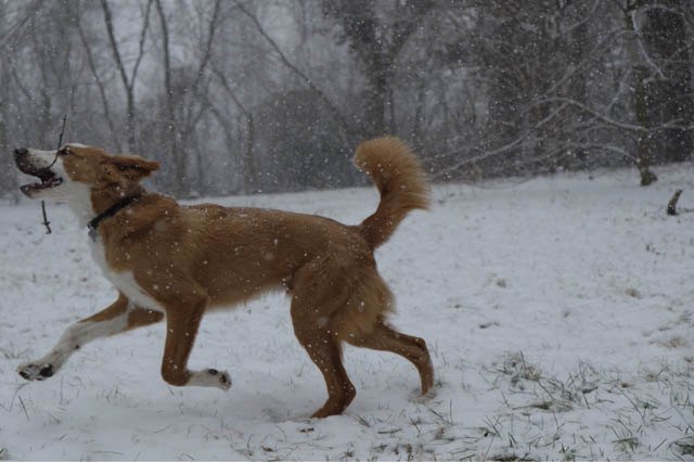 Dogs Who Absolutely Love Winter
