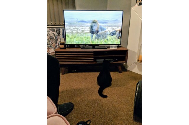 House cats fascinated by big cats on television