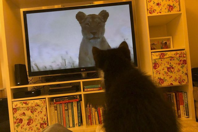 House cats fascinated by big cats on television