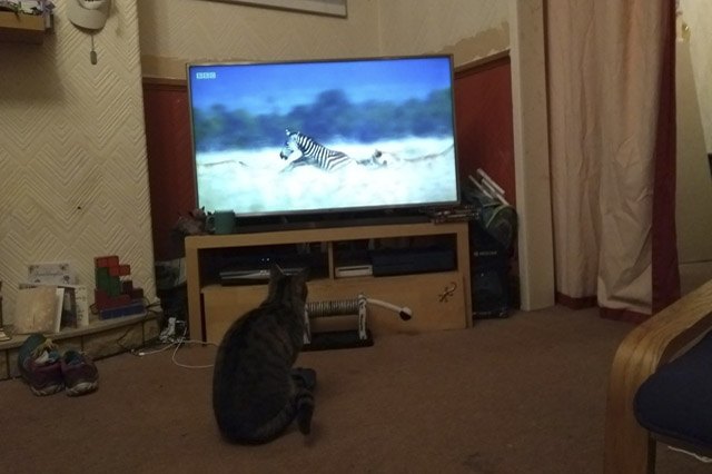House cats fascinated by big cats on television