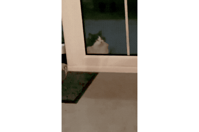 House cats fascinated by big cats on television