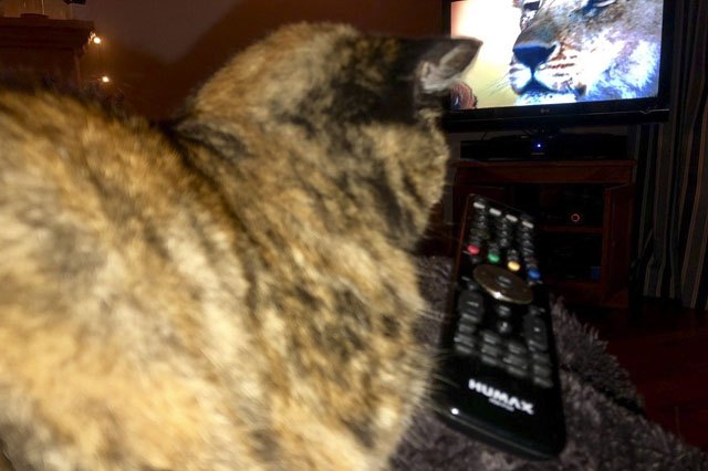 House cats fascinated by big cats on television