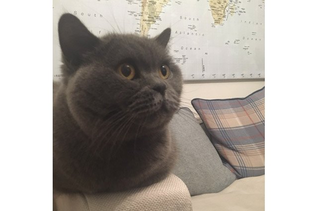 House cats fascinated by big cats on television