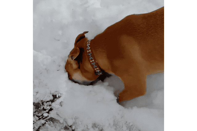 Dogs Who Absolutely Love Winter