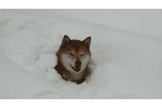 Dogs Who Absolutely Love Winter