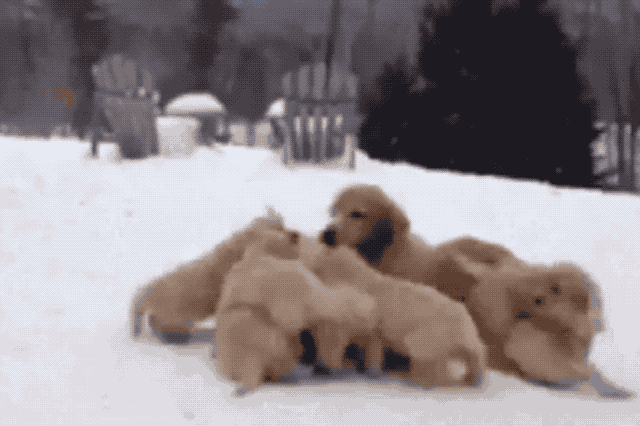 Dogs Who Absolutely Love Winter