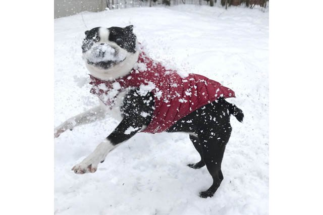 Dogs Who Absolutely Love Winter