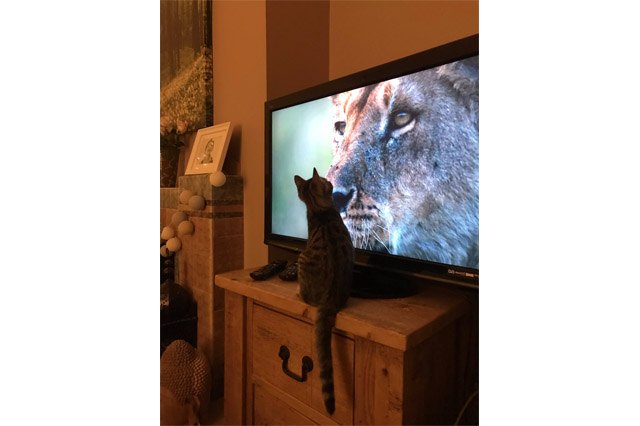 House cats fascinated by big cats on television
