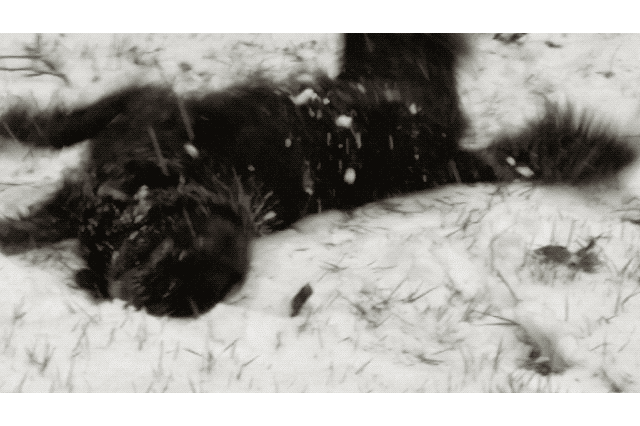 Dogs Who Absolutely Love Winter