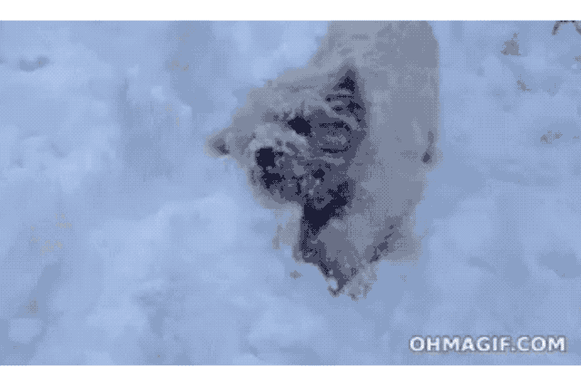 Dogs Who Absolutely Love Winter