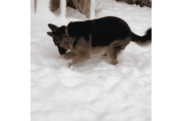 Dogs Who Absolutely Love Winter