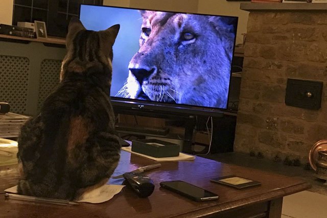 House cats fascinated by big cats on television