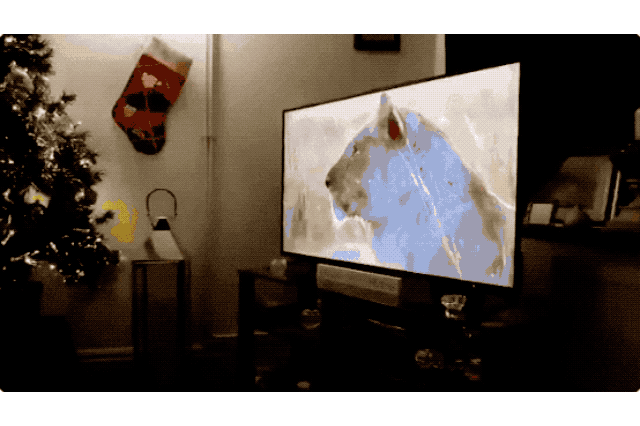House cats fascinated by big cats on television