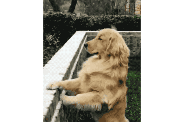 Dogs Who Absolutely Love Winter