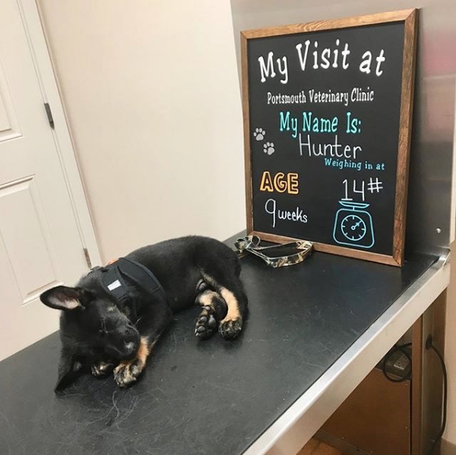 20 Puppies Who Were Very Good At Their First Vet Visit | Cuteness