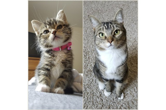 Side by side photos of cat as a kitten and an adult.