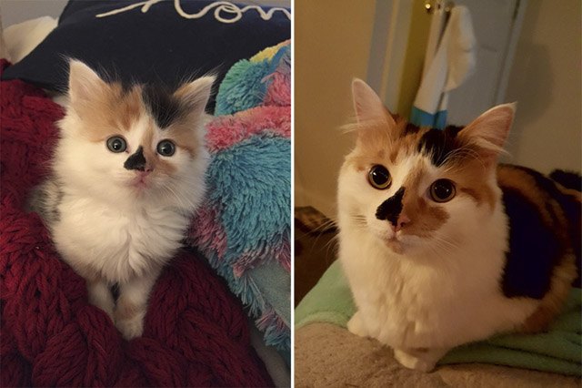 22 Kittens Who Got All Grown Up | Cuteness