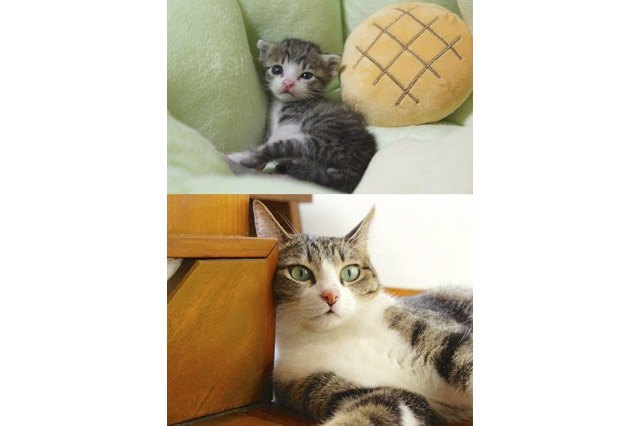 Side by side photos of cat as a kitten and an adult.