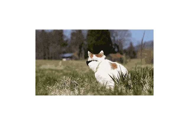 18 Pets Looking Fabulous In Sunglasses