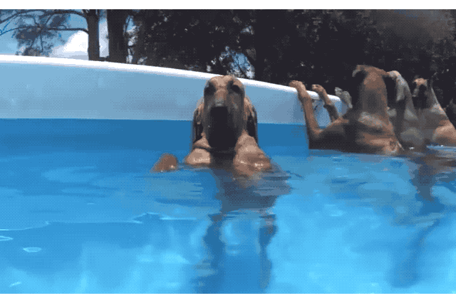 18 Pets Looking Fabulous In Sunglasses