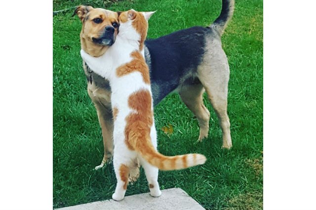 These 22 Cat & Dog BFFs Will Make Your Heart Explode From Cuteness ...