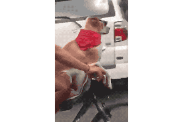 18 Pets Looking Fabulous In Sunglasses