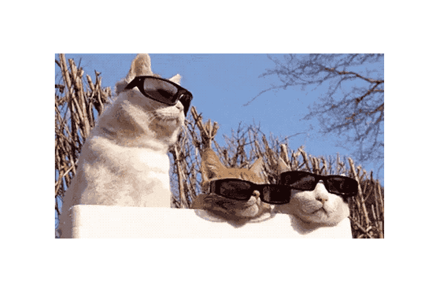 18 Pets Looking Fabulous In Sunglasses