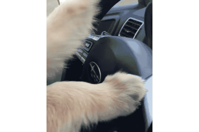 18 Pets Looking Fabulous In Sunglasses