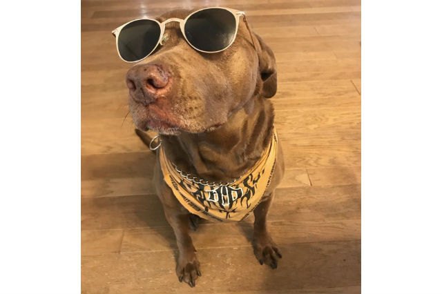 18 Pets Looking Fabulous In Sunglasses