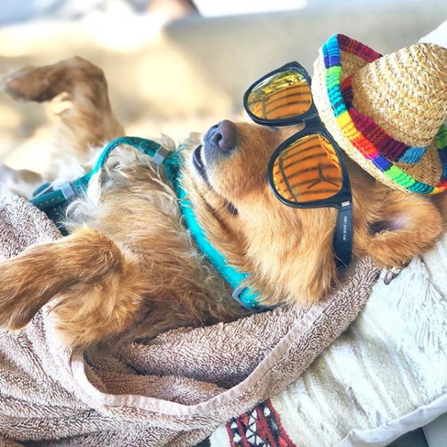 16-dogs-living-their-best-lives-on-vacation-cuteness