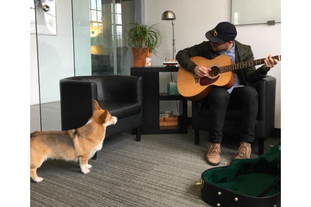 17 Office Dogs Hard At Work Officing
