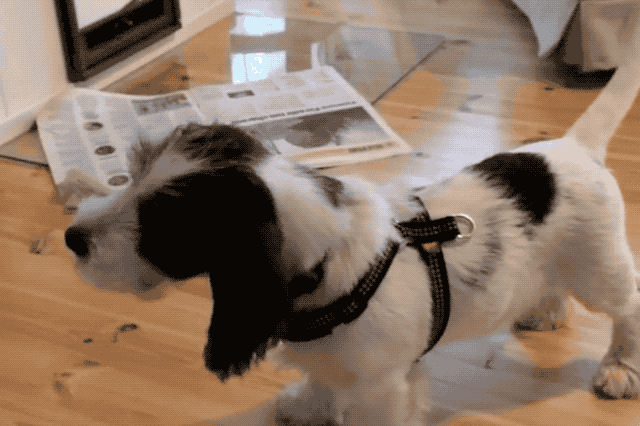 Just 22 Adorable Puppies Howling For Their First Time