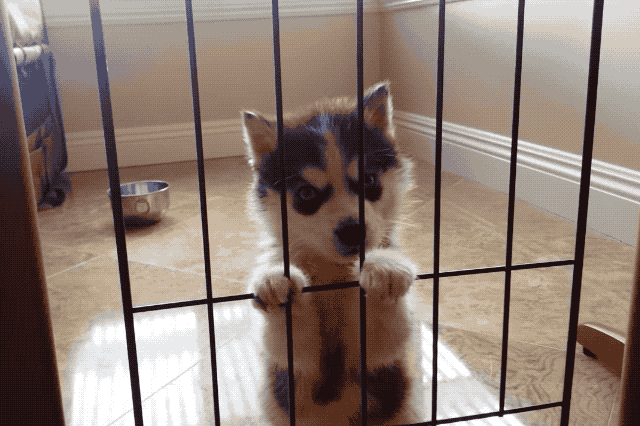 Just 22 Adorable Puppies Howling For Their First Time