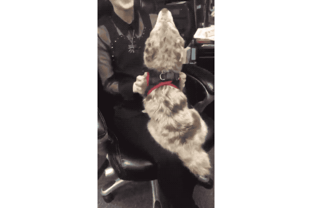 Just 22 Adorable Puppies Howling For Their First Time