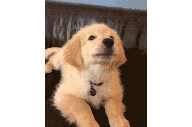 Just 22 Adorable Puppies Howling For Their First Time