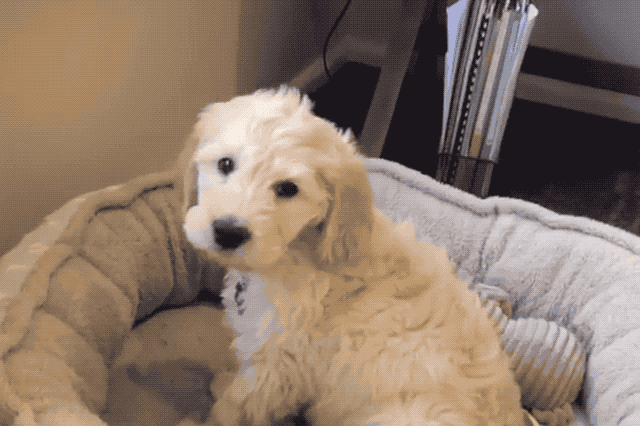 Just 22 Adorable Puppies Howling For Their First Time