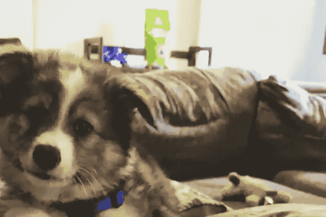 Just 22 Adorable Puppies Howling For Their First Time