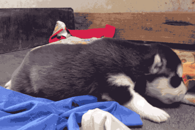 Just 22 Adorable Puppies Howling For Their First Time