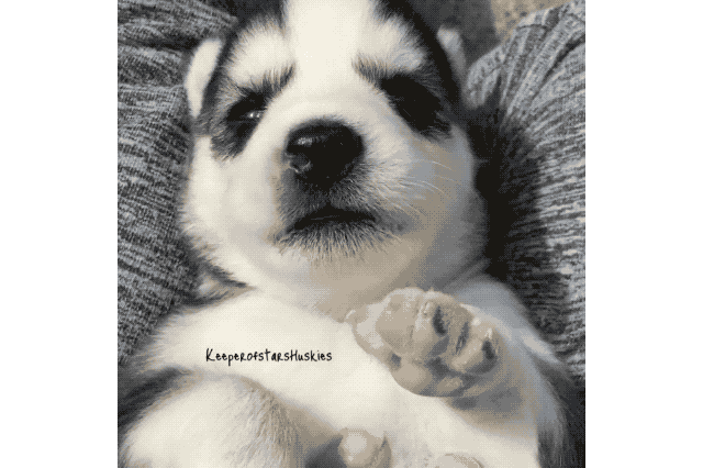 Just 22 Adorable Puppies Howling For Their First Time