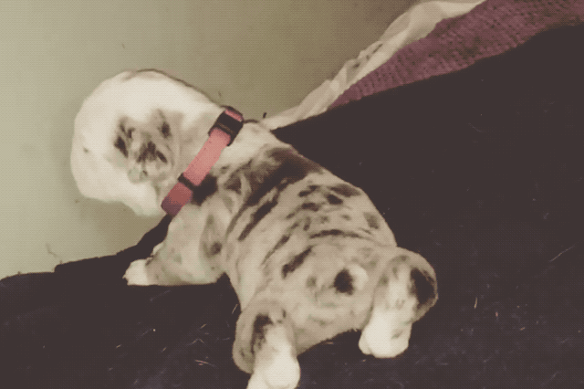 Just 22 Adorable Puppies Howling For Their First Time
