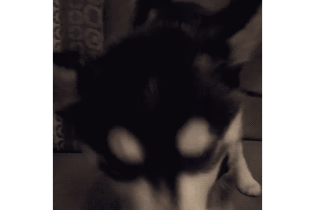 Just 22 Adorable Puppies Howling For Their First Time