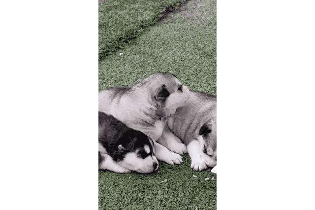 Just 22 Adorable Puppies Howling For Their First Time
